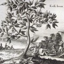 koffieboom